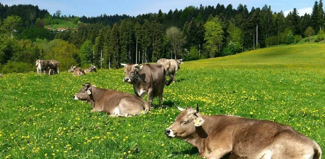 Ferienwohnung Pickenhan Scheidegg Appartement